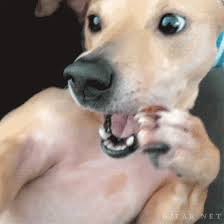 Https Encrypted Tbn0 Gstatic Com Images Q Tbn And9gcro0pwlwxnqpa1a7lex1cqa0pvs52v9mdmu0w Usqp Cau