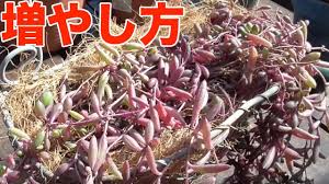 多肉入門 ルビーネックレスの仕立て直し 増やし方 とっても簡単 Youtube