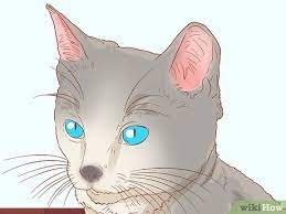 How To Diagnose And Treat Mouth Ulcers In Cats 9 Steps