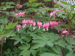 We did not find results for: 15 Perennials For Shade Hgtv