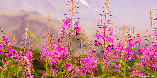 Over five decades of experience of supplying flowers in denver, co, has enabled veldkamp's flowers to gain connections with the best flower farms in colorado. A Guide To Colorado Wildflowers Wildflower Season