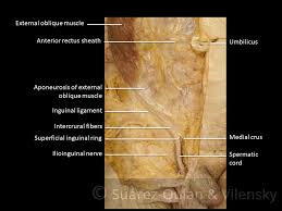 Check spelling or type a new query. The Inguinal Canal Boundaries Contents Teachmeanatomy