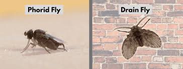 phorid flies vs drain flies how to