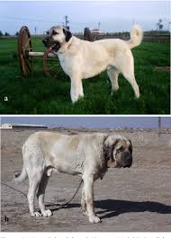 Pdf Comparison Various Body Measurements Of Aksaray Malakli And Kangal Dogs Semantic Scholar