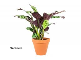 Image result for Ktenante Ctenanthe