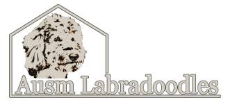 Maybe you would like to learn more about one of these? Australian Labradoodle Puppies Nc Ausm Labradoodles