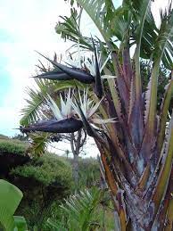Pin On Foliage
