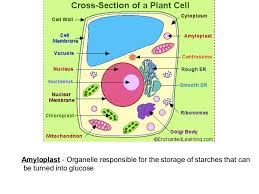 Cross Section Of Plant And Animal Cell The plant cell refers to the structural component of the plant. cross section of plant and animal cell
