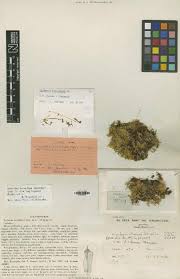 Image result for Eriosema jurionianum