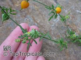 Image result for Kedrostis nana