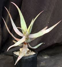 Image result for Aloe spicata