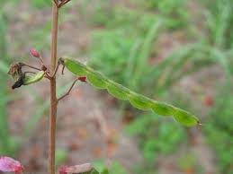 Image result for Dipcadi vaginatum