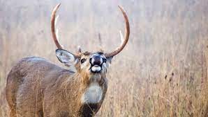 Sign up for free today! Do Deer Make Sounds If So What Noises Do They Make Quora