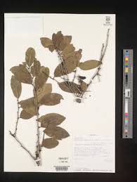 Image result for Diospyros batocana