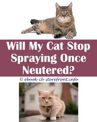 15 Radiant Cat Spray Smell Litter Box Toxoplasmosis