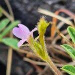 Image result for Tephrosia pumila