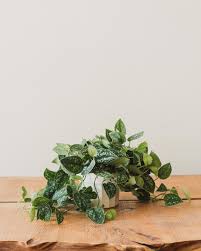 ❤️ general scindapsus care tips: Scindapsus Pictus Silver Splash Pothos Glasswing