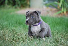 How To Raise A Blue Nose Pitbull Puppy