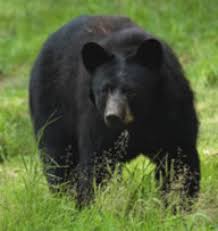 We did not find results for: 5 Ways To Keep Bears Out Of Your Trash Wyckoff Nj Patch
