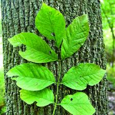 Image result for Fraxinus americana