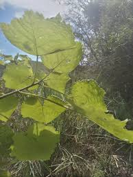 Image result for Tragia okanyua