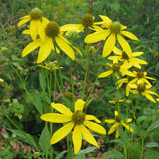 Image result for Hunteria congolana