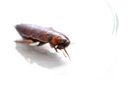The potion included boric acid, which is known to kill and repel insects. 6 Reasons Why German Roaches Are So Difficult To Get Rid Of