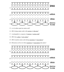 Solved Dna ဝဝဝဝဝဝဝဝဝဝဝဝဝဝ Mrna ၃၃၃၃၃၃၃၃၃၃၃၃၃၃၃ Trna 1400 Chegg Com