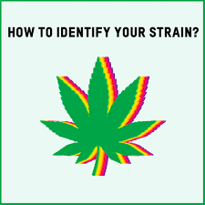 How Does One Identify A Cannabis Strain Hakuna Supply