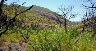 Learn vocabulary, terms and more with flashcards, games and other study tools. Chaparral After Fire Stock Video Footage 4k And Hd Video Clips Shutterstock