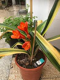 Image result for Clivia miniata
