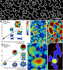 We did not find results for: Why Plants Make Puzzle Cells And How Their Shape Emerges Elife