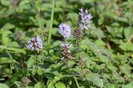 Image result for Mentha aquatica