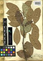 Image result for Pancovia