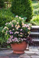 Image result for dipladenie amonea