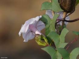 Image result for Ipomoea marginata