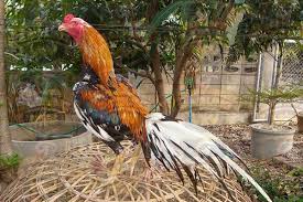 Situs Sabung Ayam Salam Satu Hobi Kepada Rekan Rekan Saya Pecinta Ayam Aduan Bangkok Kali Ini Saya Selaku Gpsabung Akan Memberikan Inf Ayam Bangkok Gambar