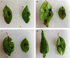 Image result for Pseudomonas syringae