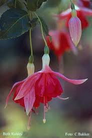 Risultati immagini per Naturaleza perfecta. Fuchsia.