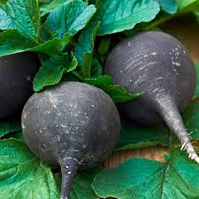 Image result for Raphanus