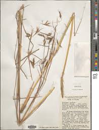 Image result for Hyparrhenia poecilotricha