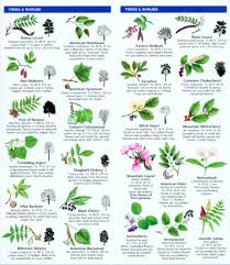 In their place, homeowners add tropical plants and exotic grasses as showy centerpieces to their landscaping. Pennsylvania Trees Wildflowers A Folding Pocket Guide To Familiar Plants Nhbs Field Guides Natural History