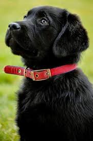 Black And Brown Dog Breeds Medium Dogs Breeds Tips On Teaching Your Dog How To Walk Properly Read More At The Image L Black Labrador Retriever Labrador Retriever Most Beautiful Dog Breeds