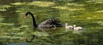 Visit - Our Parks - Centennial Park - Ponds - Centennial Parklands