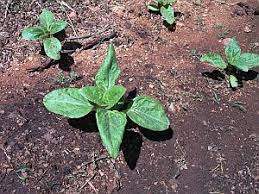 We did not find results for: Sunflower Seedlings Barmac Pty Ltd
