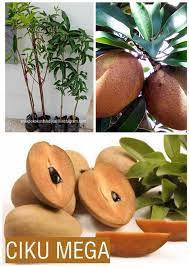Maybe you would like to learn more about one of these? Anak Pokok Ciku Mega C19 Stok Alamsari Mini Garden Facebook