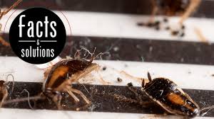 The Baby German Cockroach Is No Joke Get Rid Of It Fast Cockroach Facts