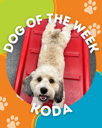 Cockapoo brothers at 8 months old