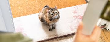 You'll feel more relaxed knowing your cat is safe. Outdoor Cats Pros Cons Of Outdoor Life Purina