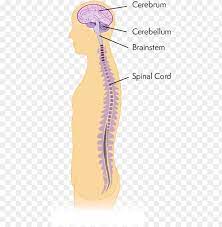 The brain processes and interprets sensory information sent from the spinal cord. Diagram Of Central Nervous System Central Nervous System Png Image With Transparent Background Toppng